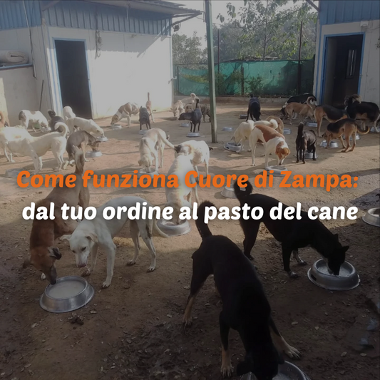 Come funziona Cuore di Zampa: dal tuo ordine al pasto di un cane
