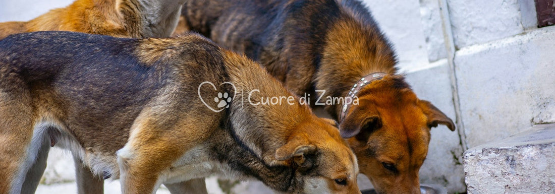 Tre cani mangiano insieme da una ciotola durante una distribuzione di settembre 2026