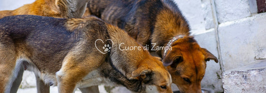 Tre cani mangiano insieme da una ciotola durante una distribuzione di settembre 2026