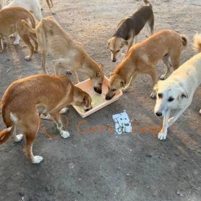 Portiamo i pasti ai cani